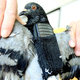 Image for article titled It's About Time They Upgraded the Carrier Pigeon